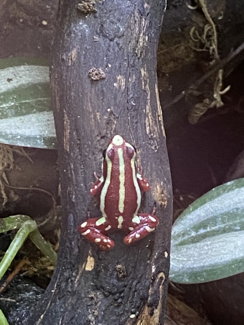 Anthonys poison arrow frog 021120