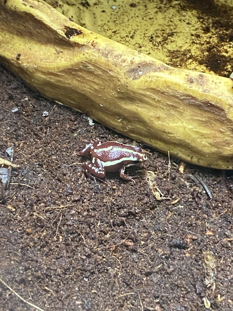 Anthonys poison arrow frog 110223