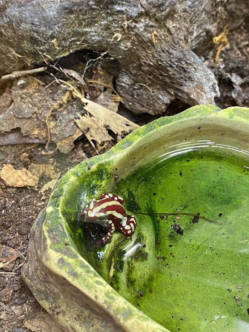 Anthony’s poison arrow frog 111222