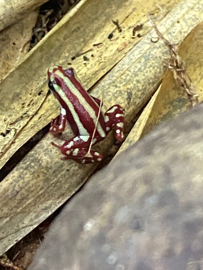 Anthony’s poison arrow frog 111222