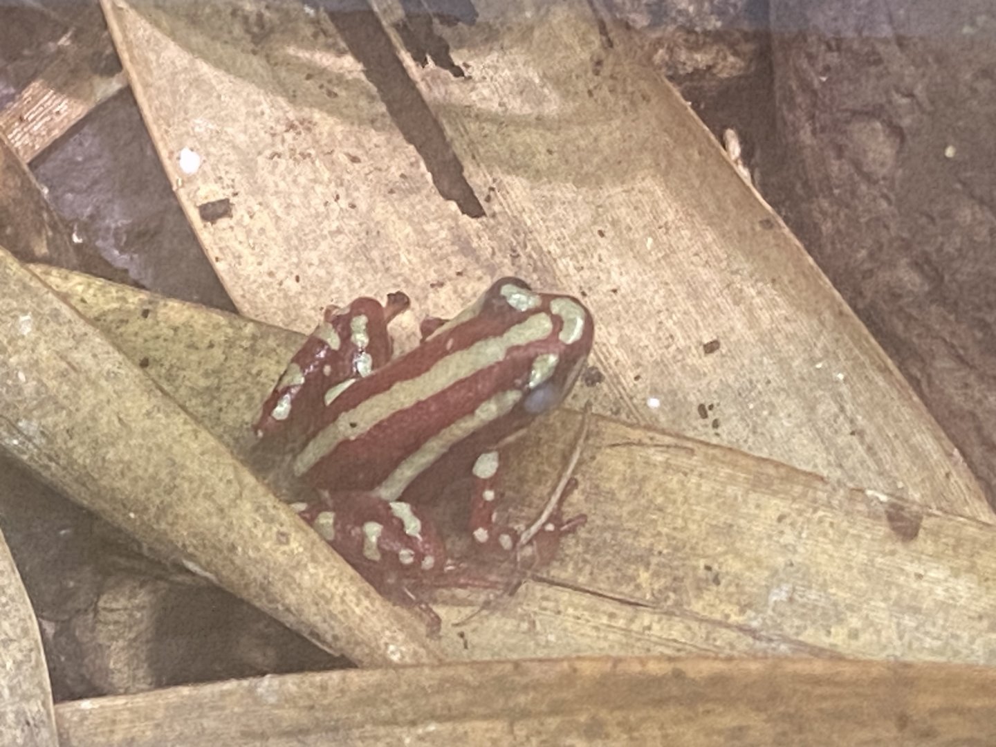 Anthony’s poison arrow frog 250623