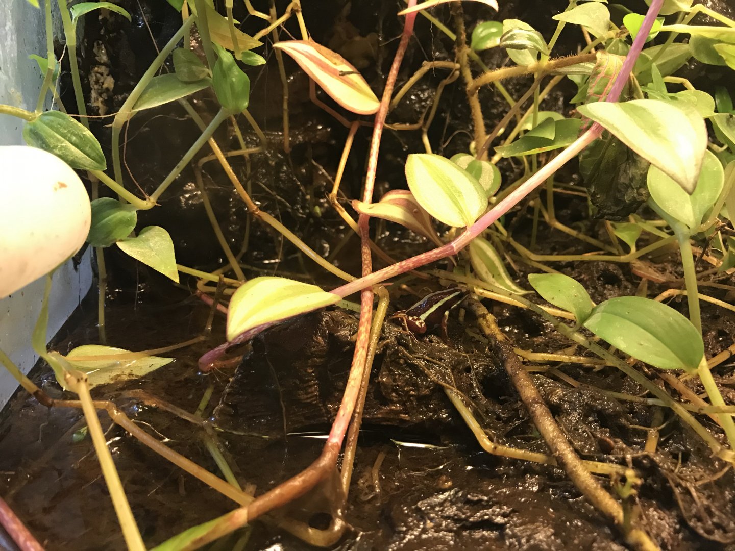 Anthonys poison-arrow frog 251019