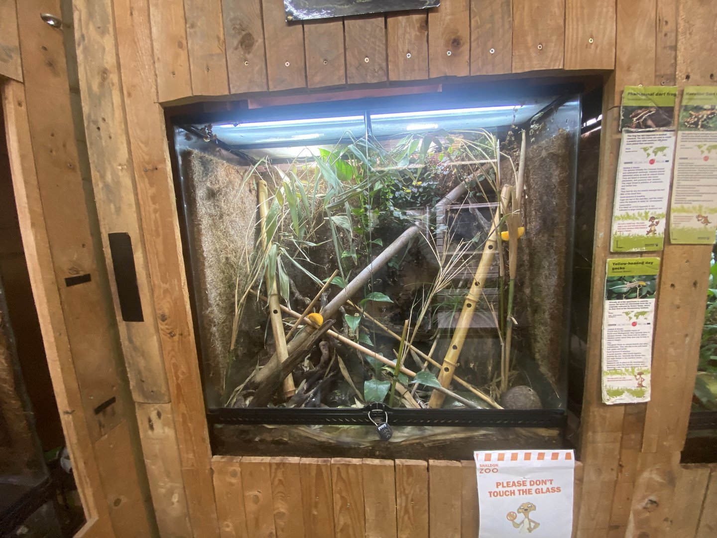 Anthony’s poison arrow frog and Yellow-headed day gecko tank 250623