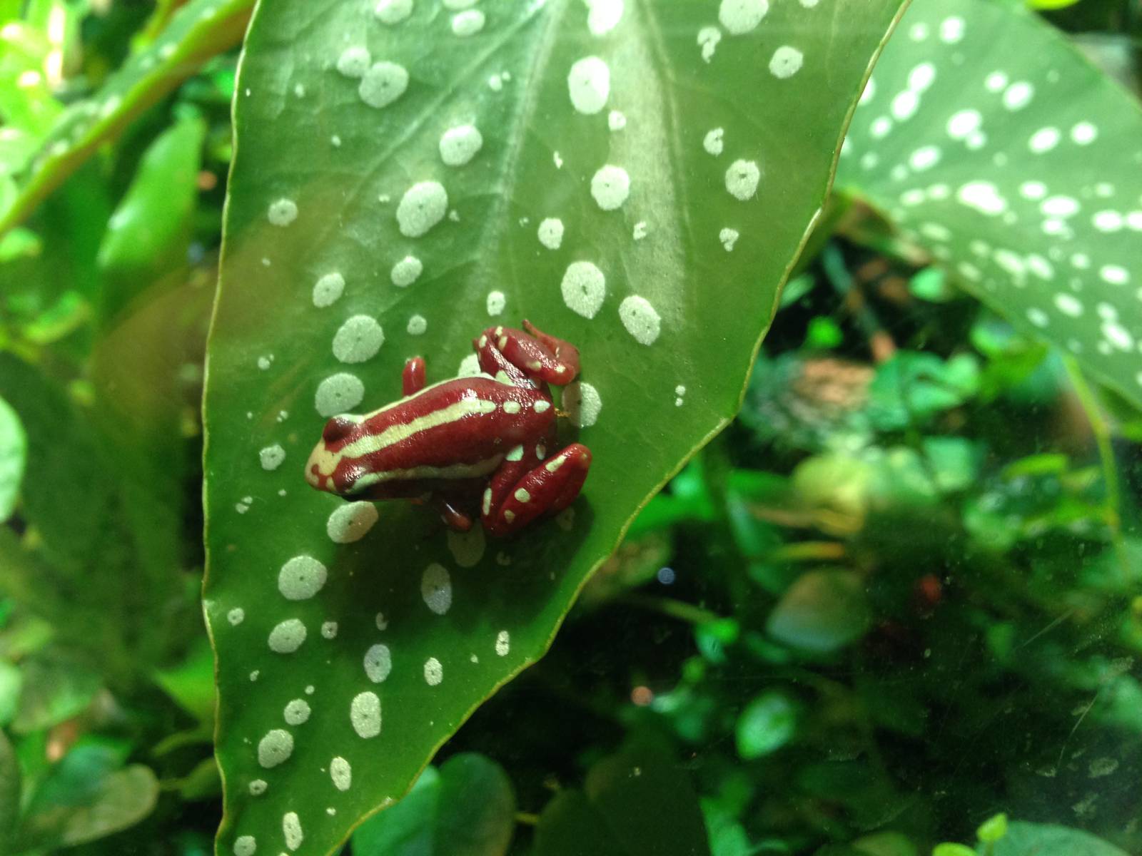 Anthony's Poison Arrow Frog at Blue Planet Aquarium - 05/10/2013