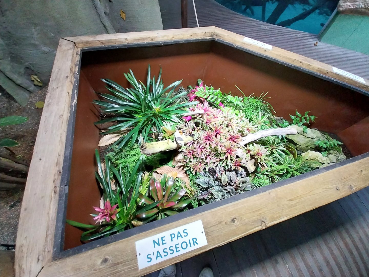 Anthony's poison arrow frog enclosure