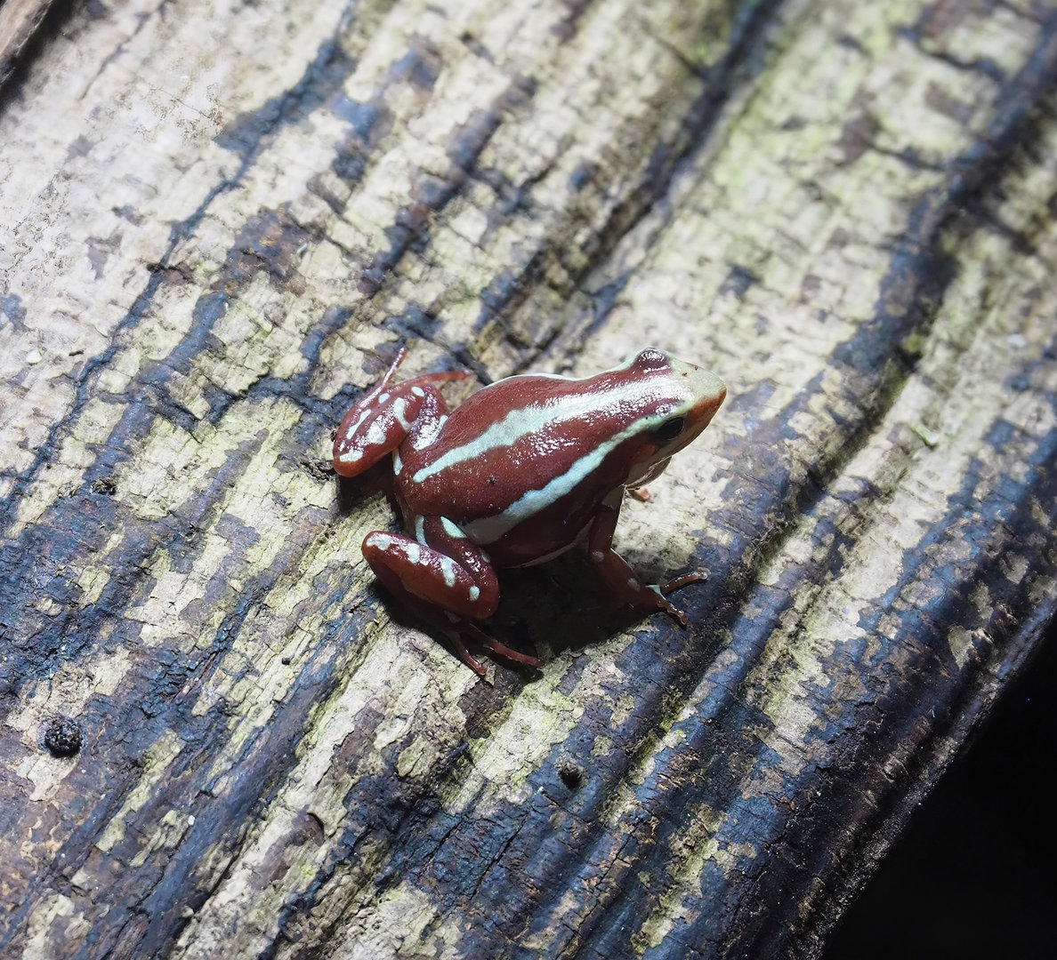 Anthonys poison-arrow frog (Epipedobates anthonyi), 2022-08-16
