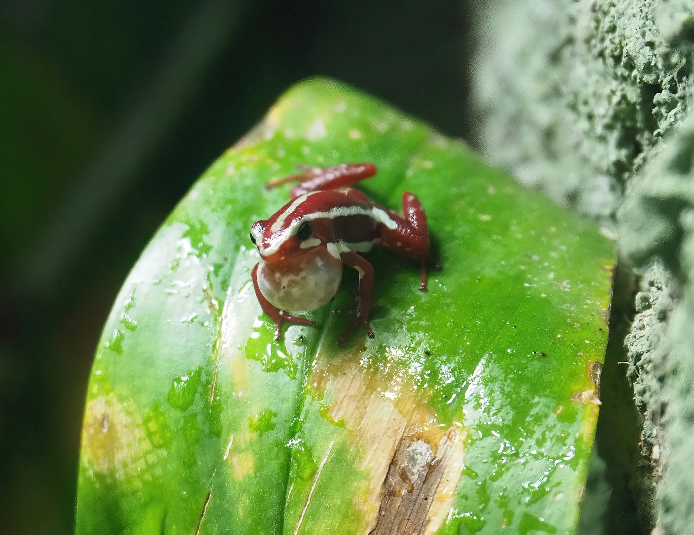 Anthony's poison arrow frog (Epipedobates anthonyi), 2022-10-29
