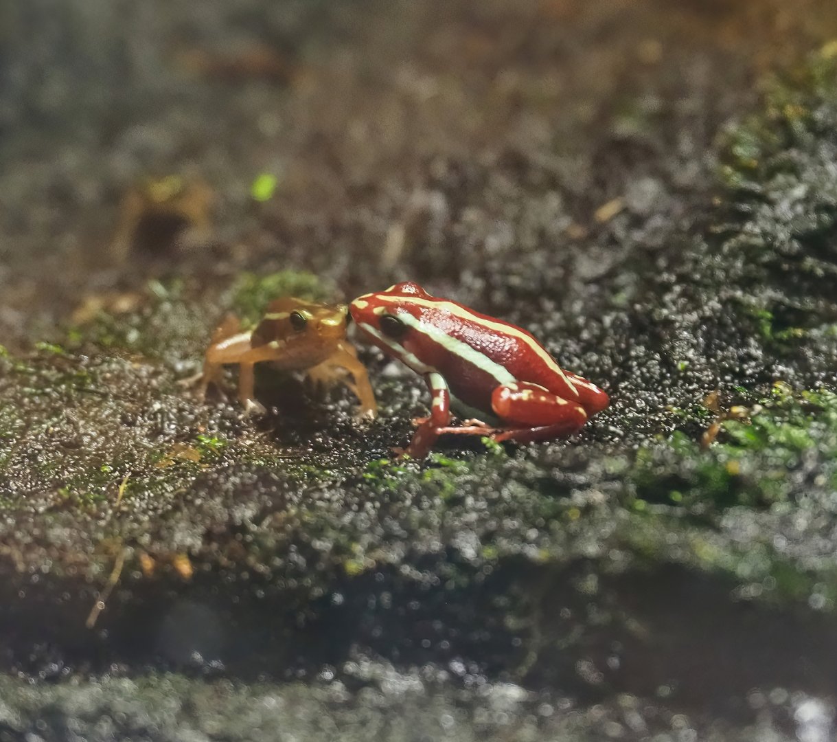 Anthonys poison-arrow frog (Epipedobates anthonyi), 2023-07-18