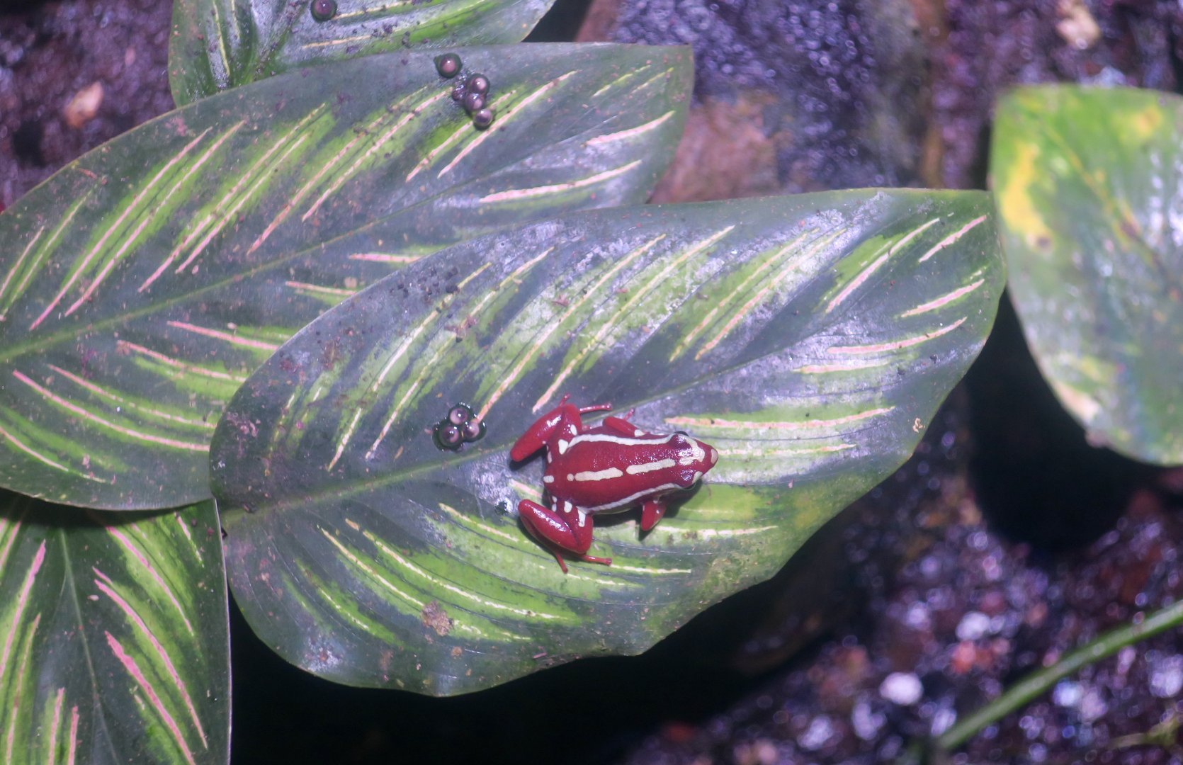 Anthony's Poison Arrow Frog (Epipedobates anthonyi) with eggs