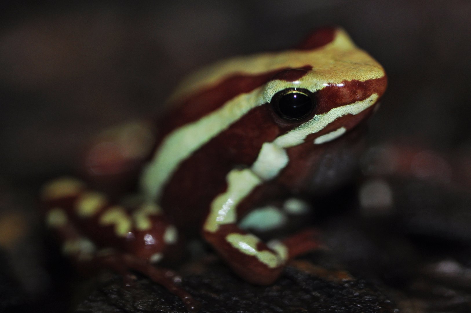 Anthony's poison arrow frog (Epipedobates anthonyi)
