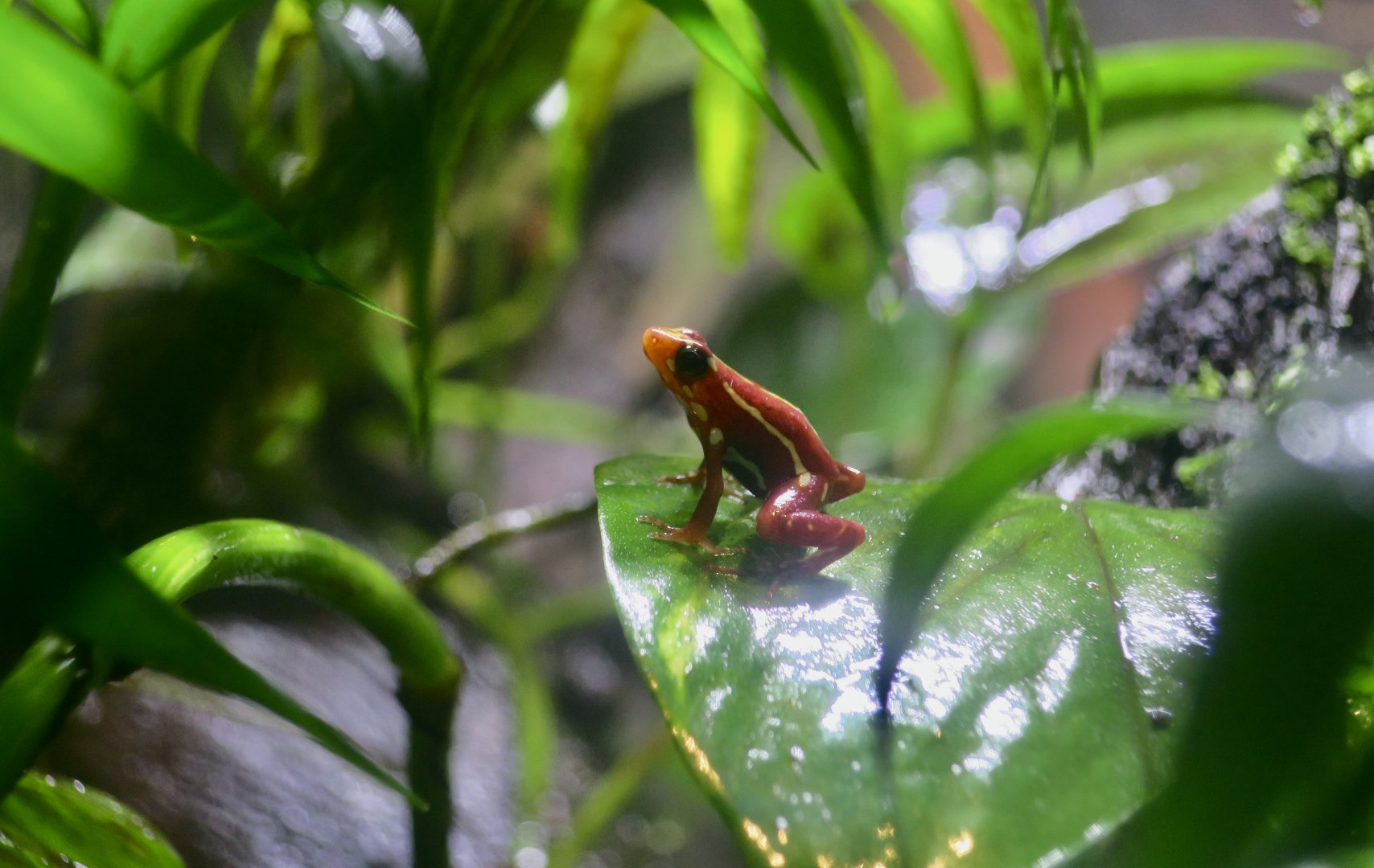 Anthony's Poison Arrow Frog (Epipedobates anthonyi)