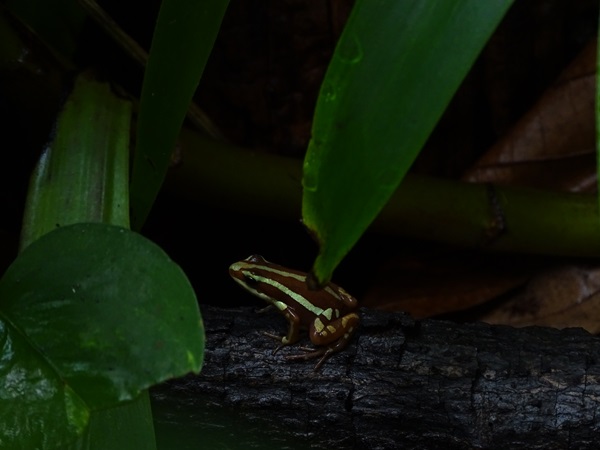 Anthonys poison-arrow frog (Epipedobates anthonyi)