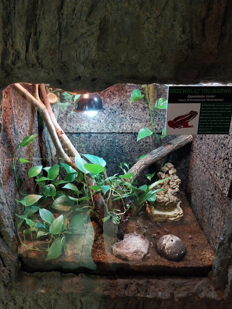 Anthonys Poison-arrow Frog (Epipedobates anthonyi)