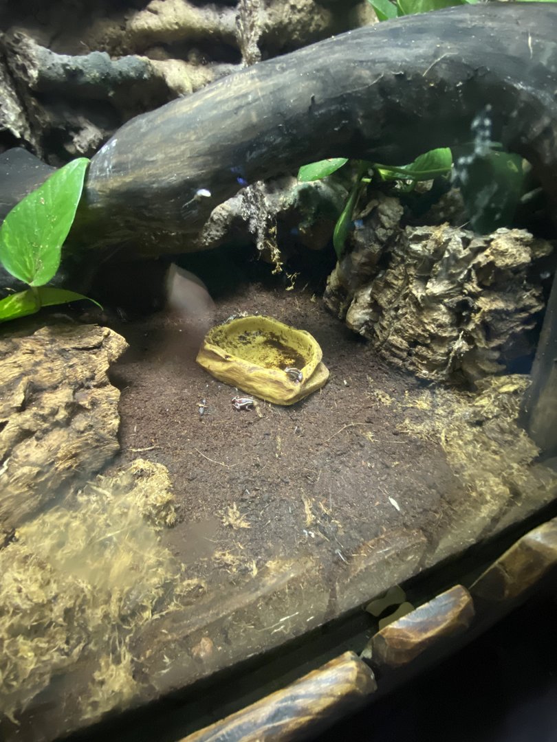 Anthonys poison arrow frog exhibit 110223