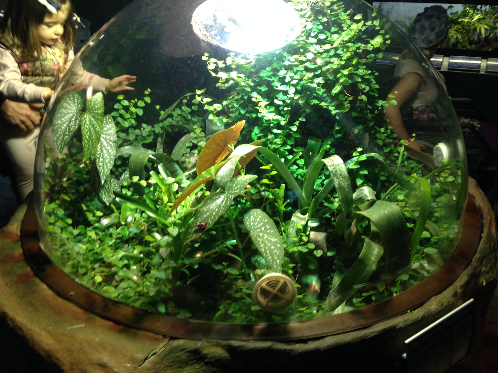 Anthony's Poison Arrow Frog Exhibit at Blue Planet Aquarium - 05/10/2013