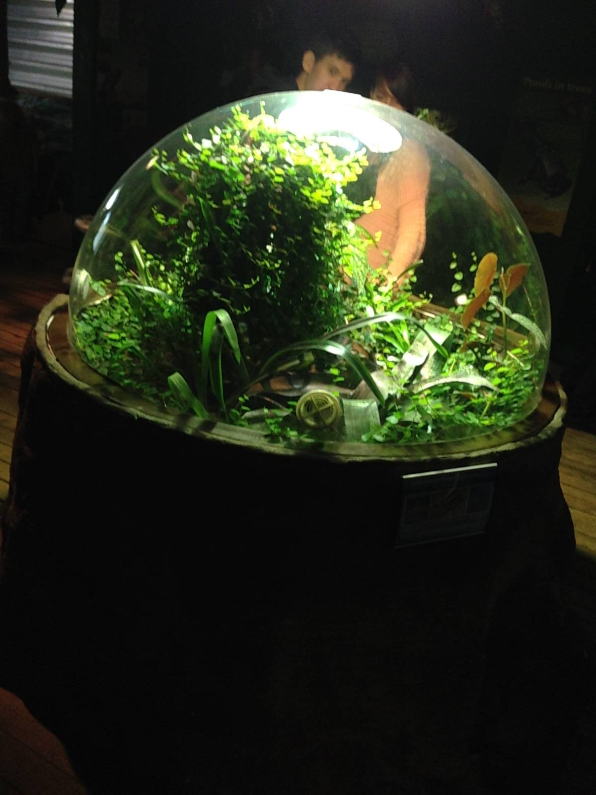 Anthony's Poison Arrow Frog Exhibit at Blue Planet Aquarium - 05/10/2013