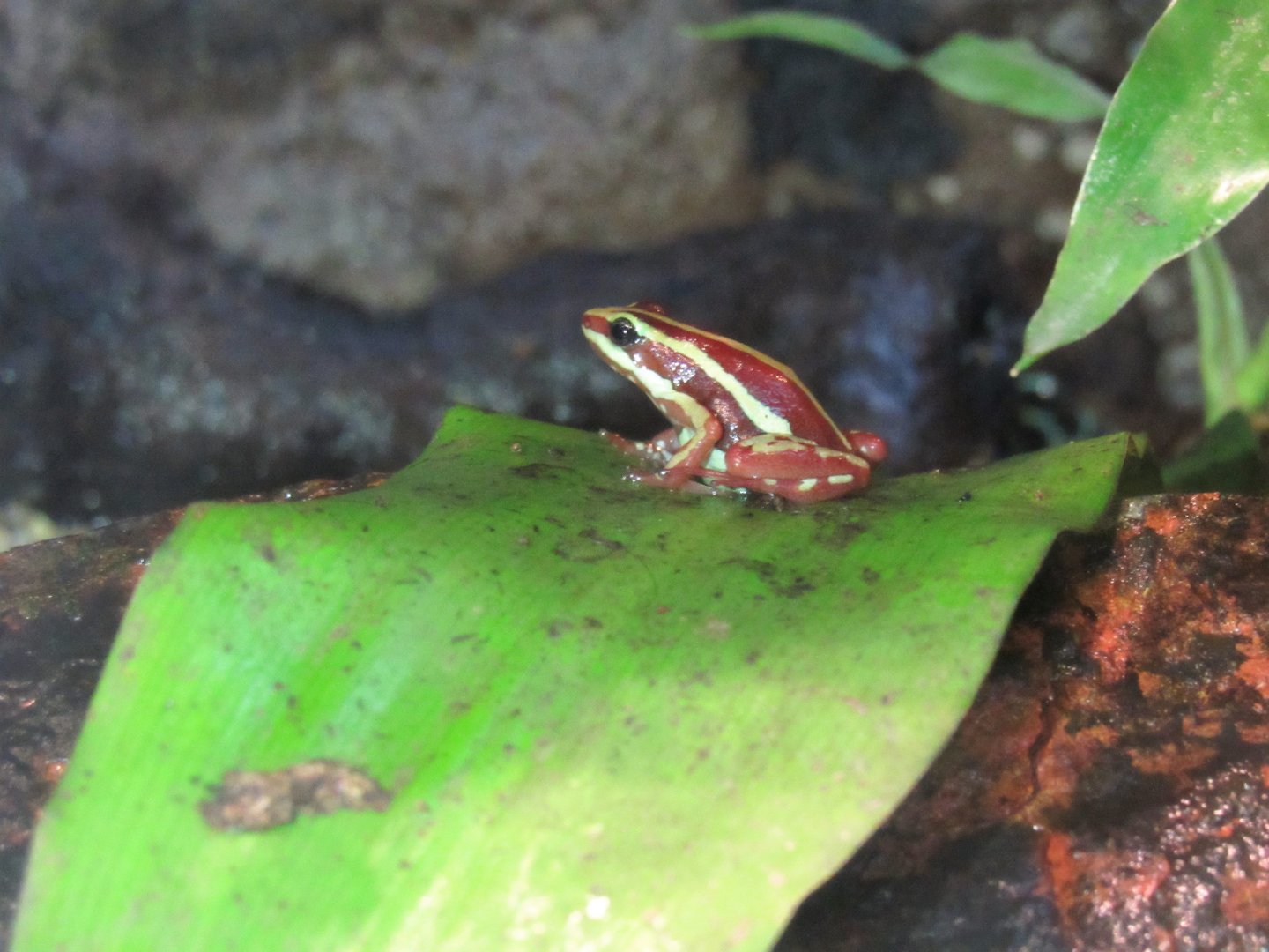 Anthony's poison arrow frog