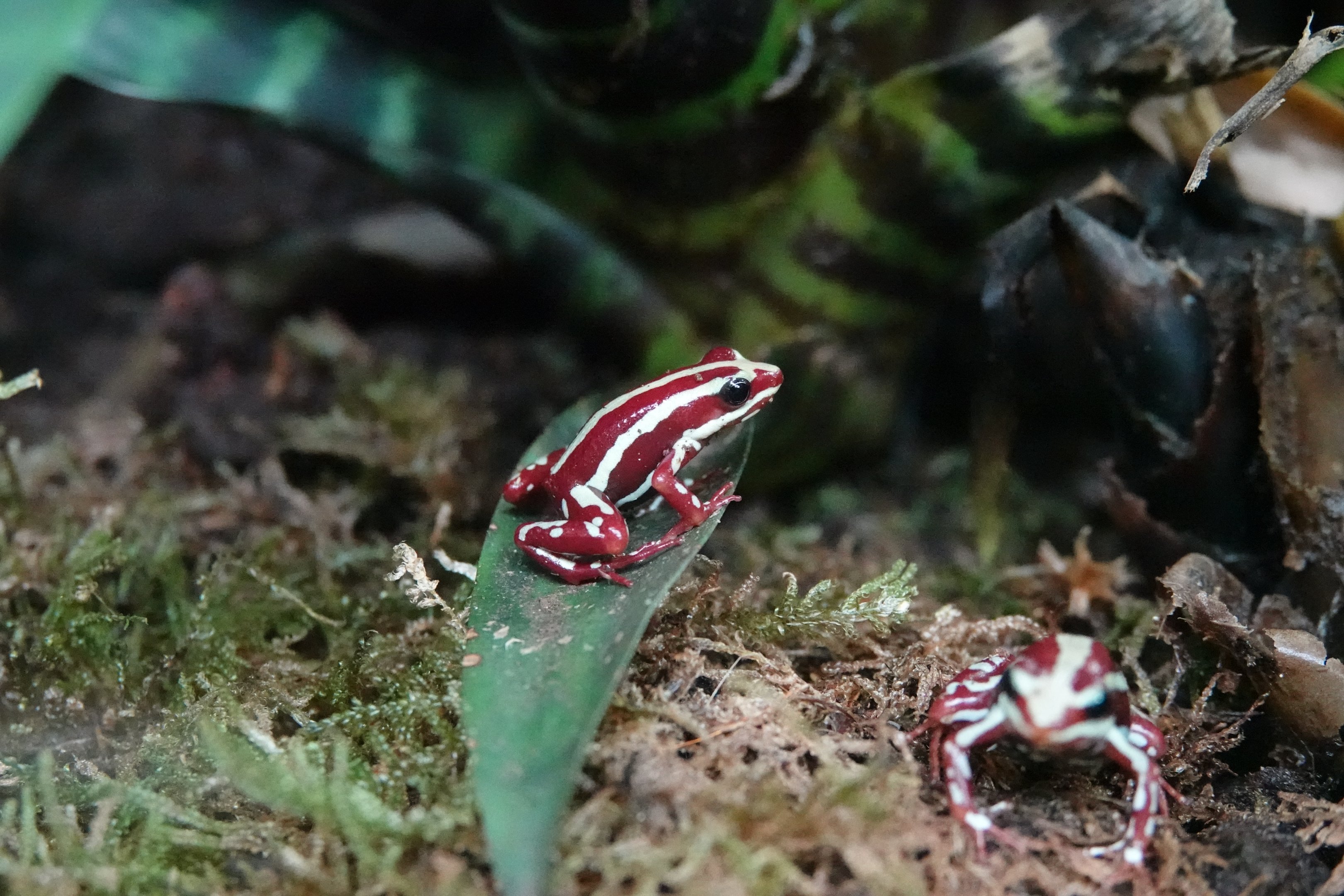 Anthonys poison-arrow frog
