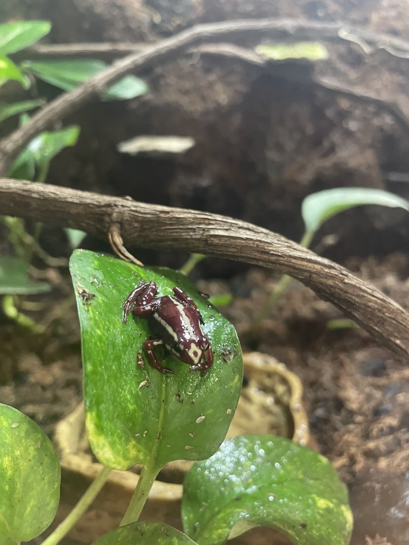 Anthony’s Poison Arrow Frog