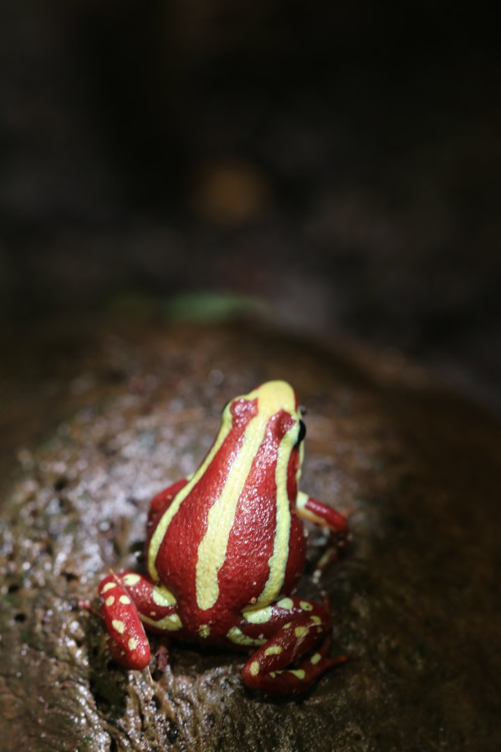 Anthony's poison arrow frog