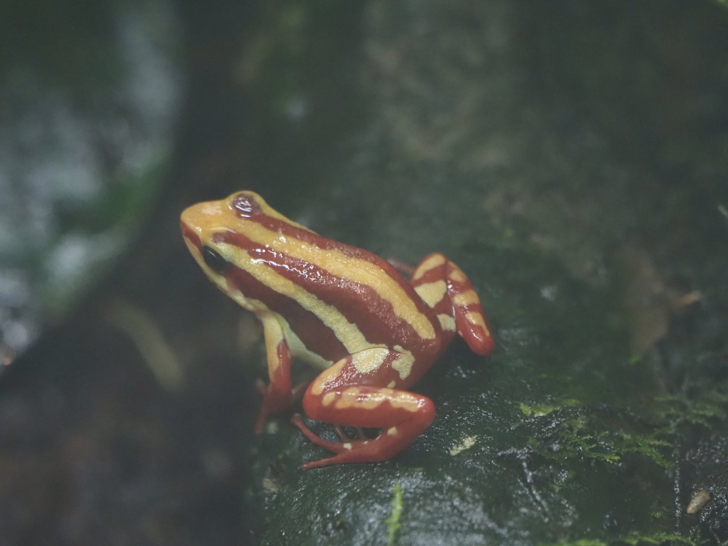 Anthony's Poison Arrow Frog
