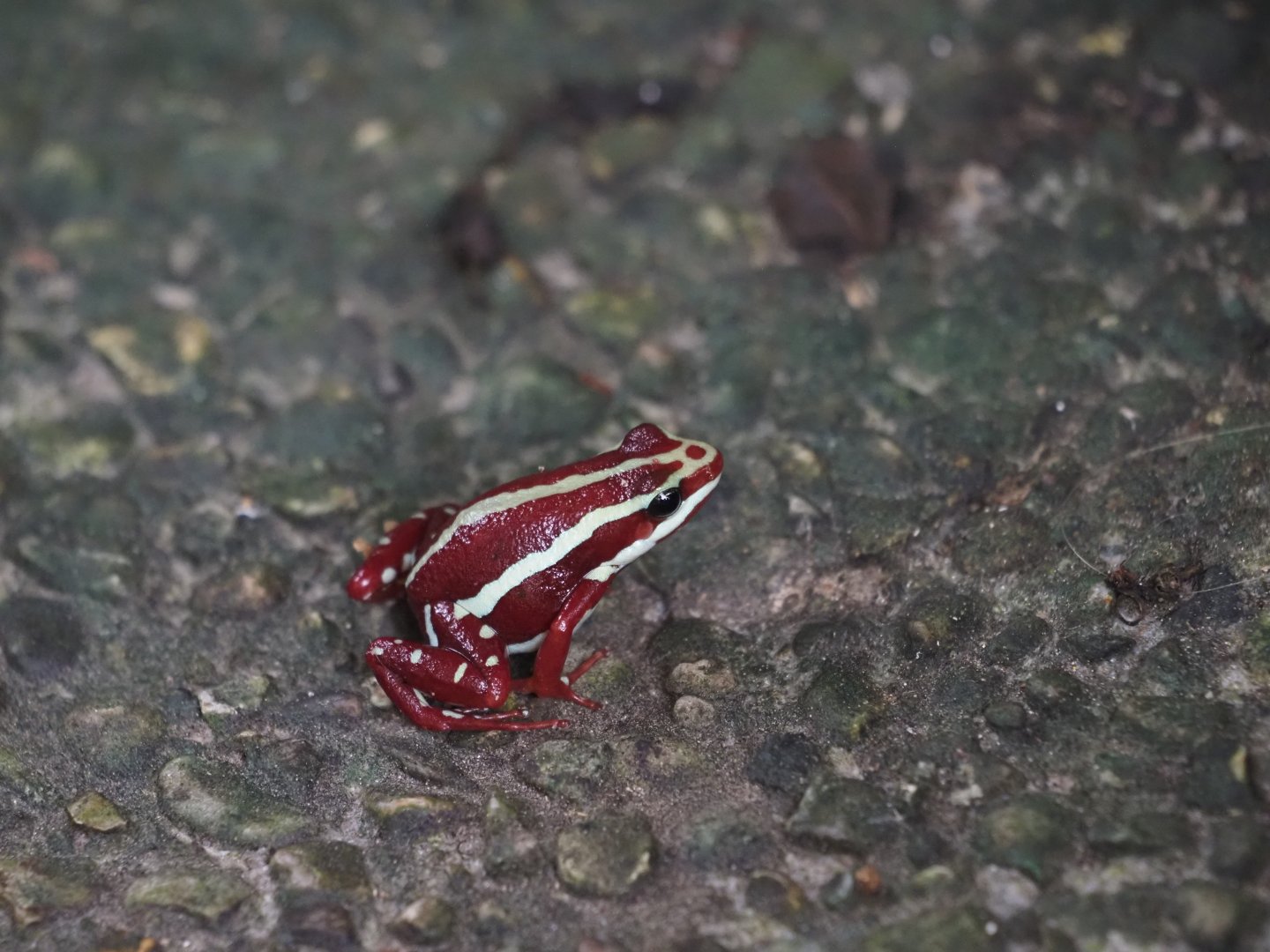 Anthony's Poison Arrow Frog
