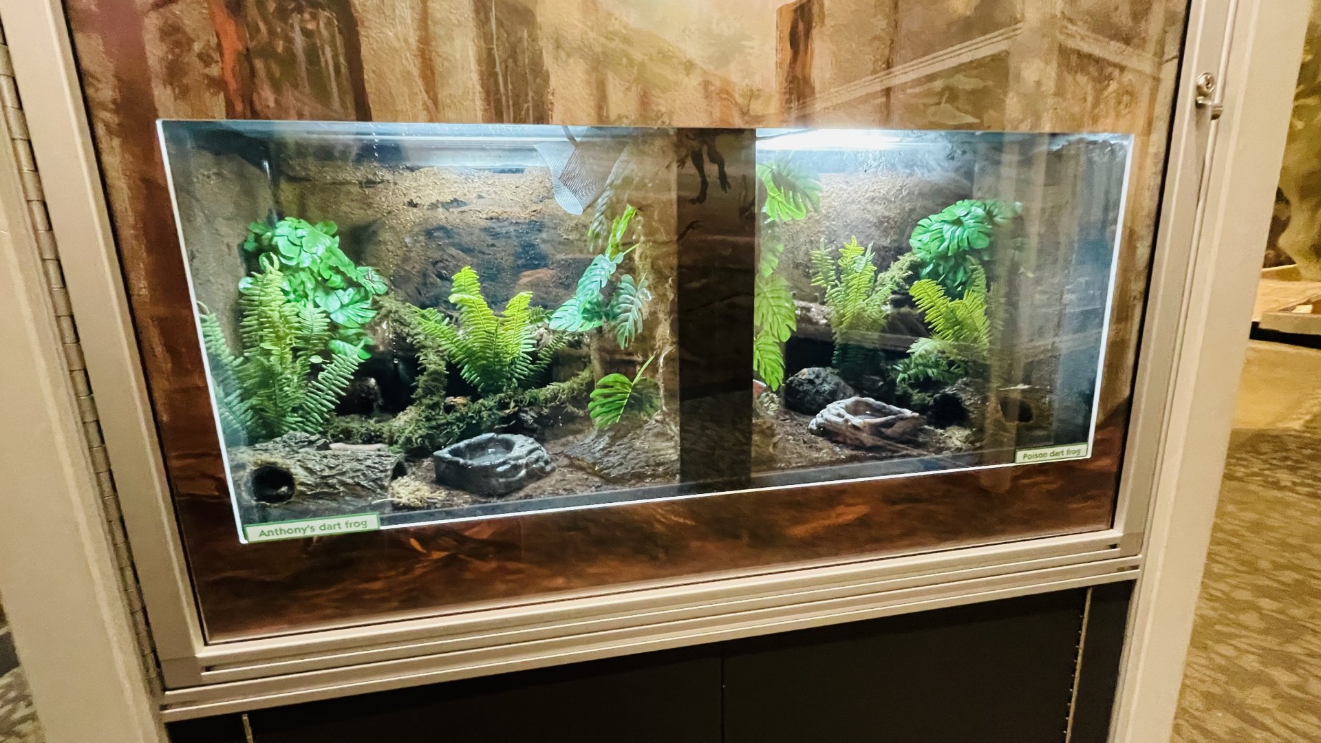 Anthony’s Poison Dart Frog (left) and Blue Poison Dart Frog (right)