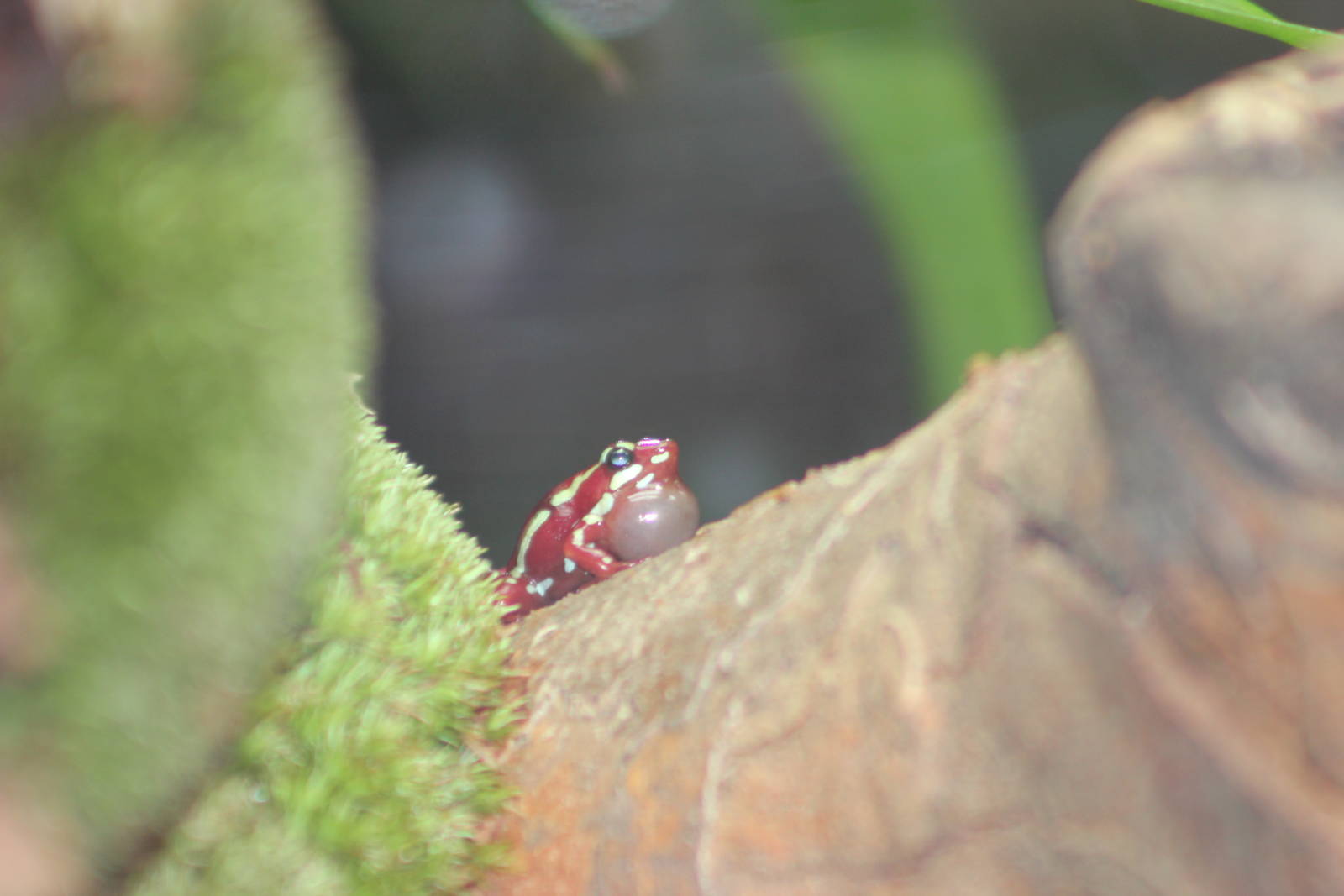 Anthony's poison dart frog