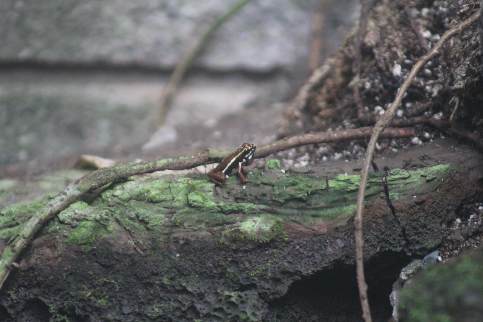 Anthony's Poison Dart Frog