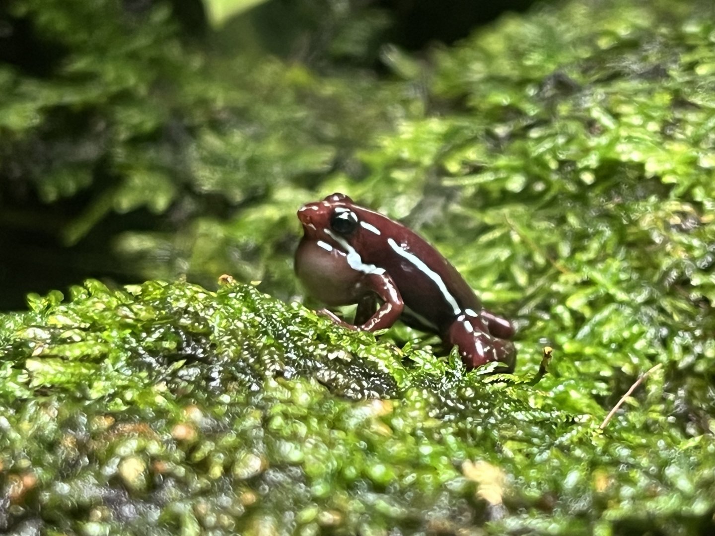 Anthony's Poison Dart Frog