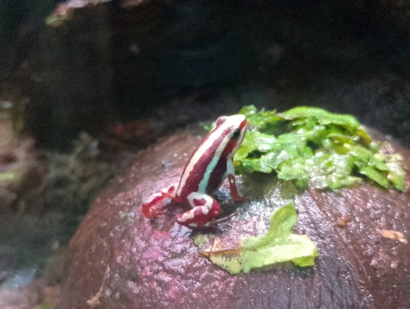 Anthony's poison dart frog
