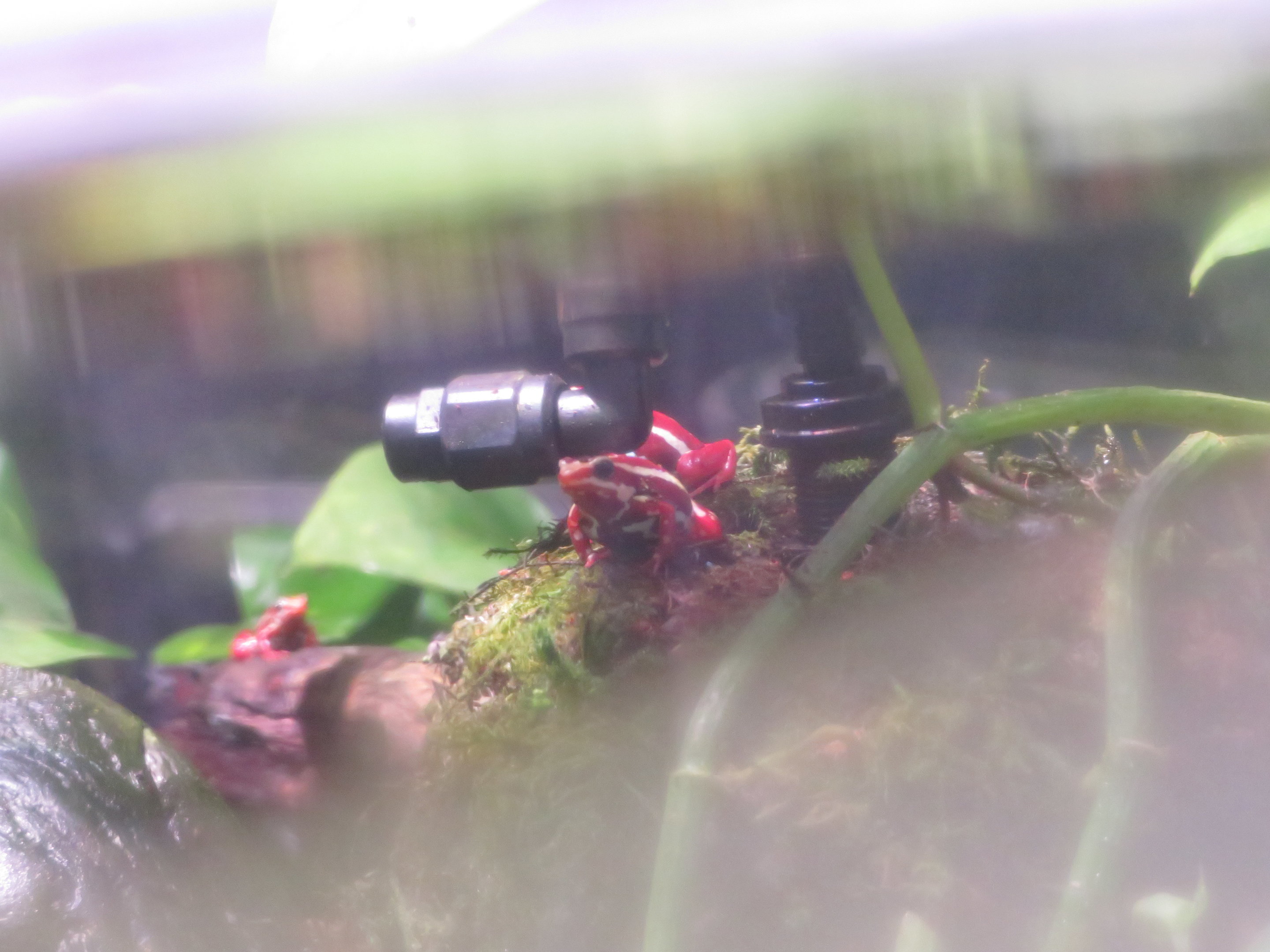 Anthony's Poison Dart Frogs