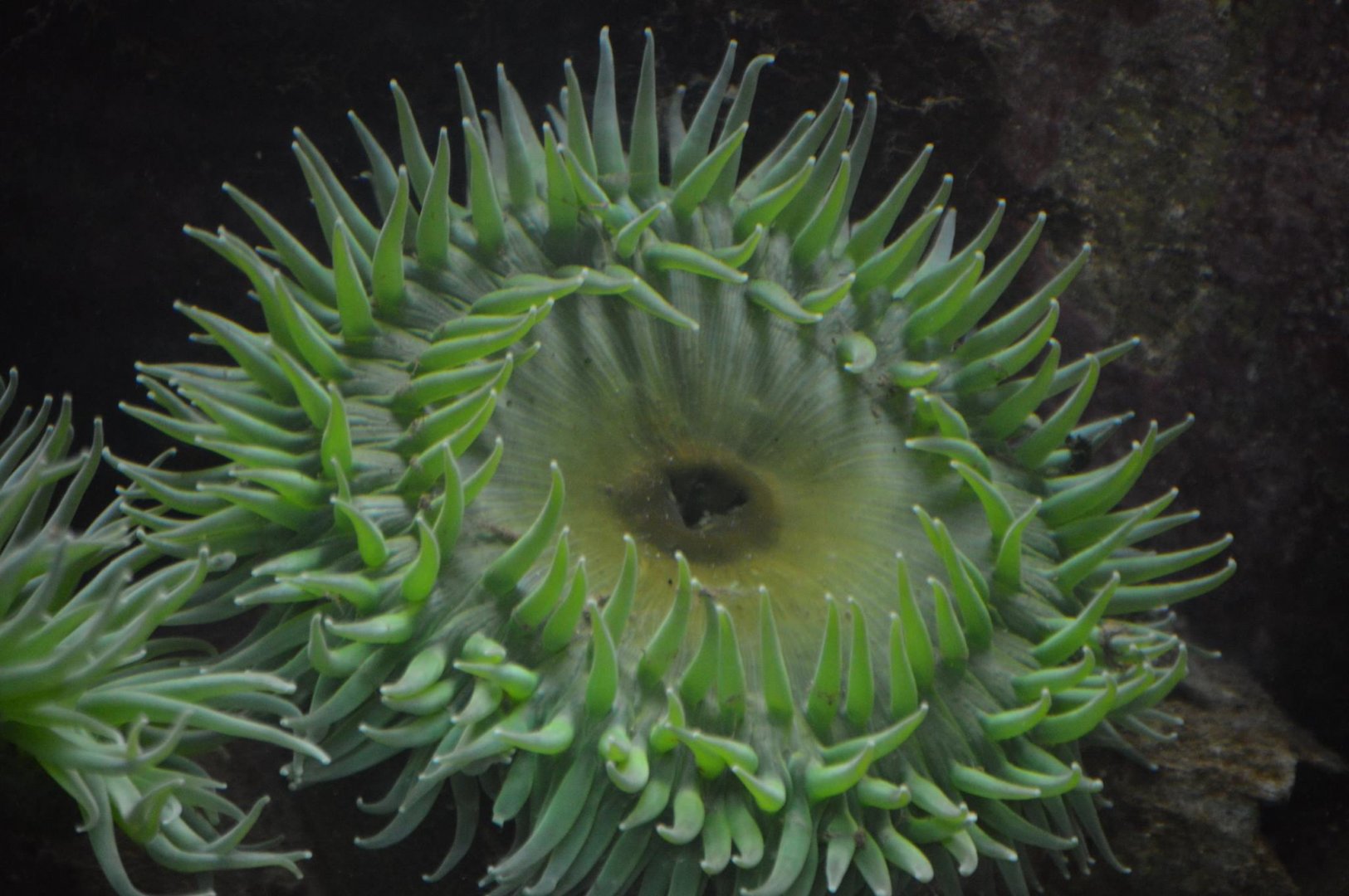 Anthopleura xanthogrammica