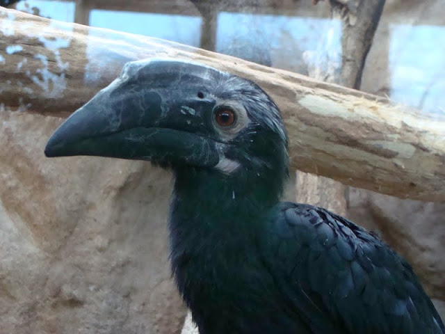 Anthracoceros malayanus