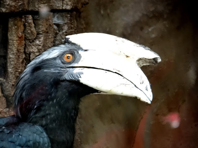 Anthracoceros malayanus