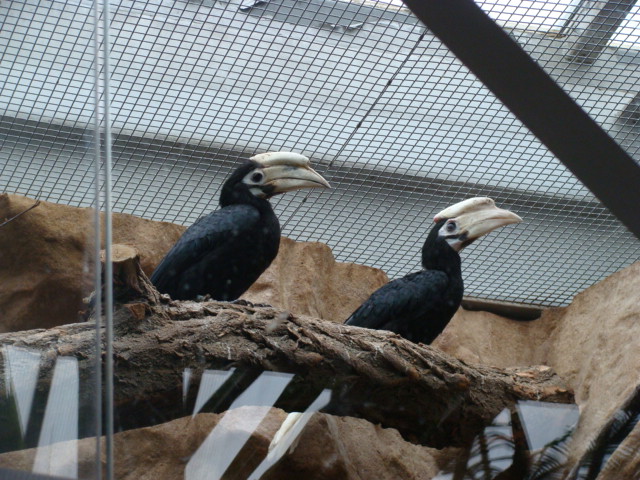 Anthracoceros marchei