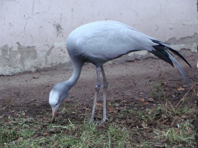 Anthropoides paradisea