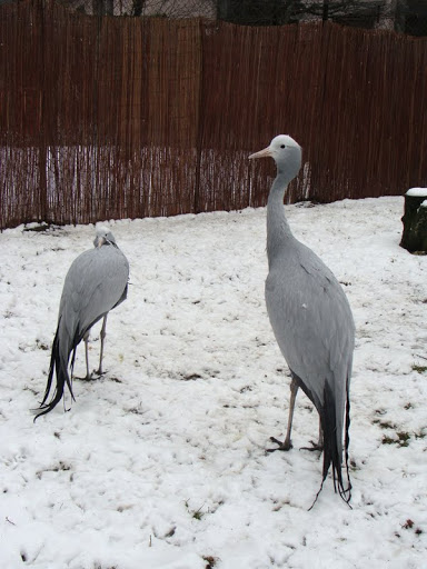 Anthropoides paradisea