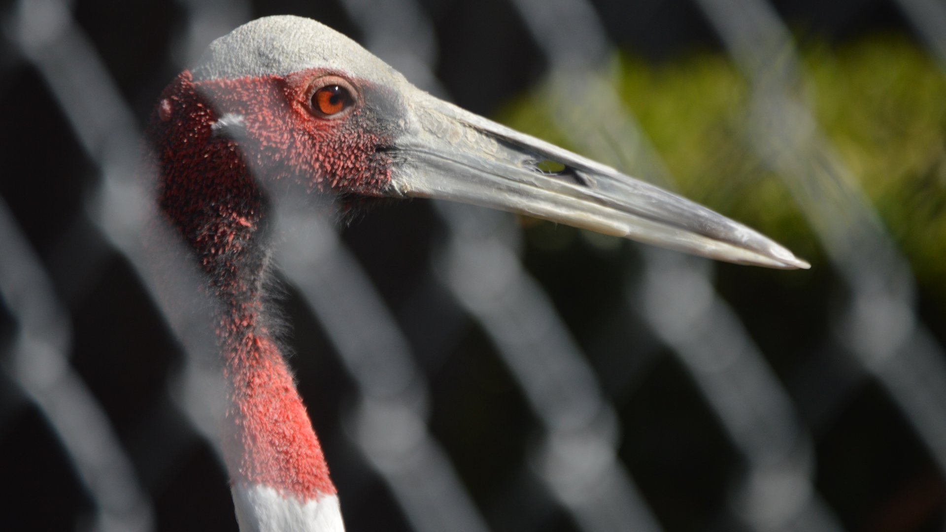 Antigone antigone (Sirsa)