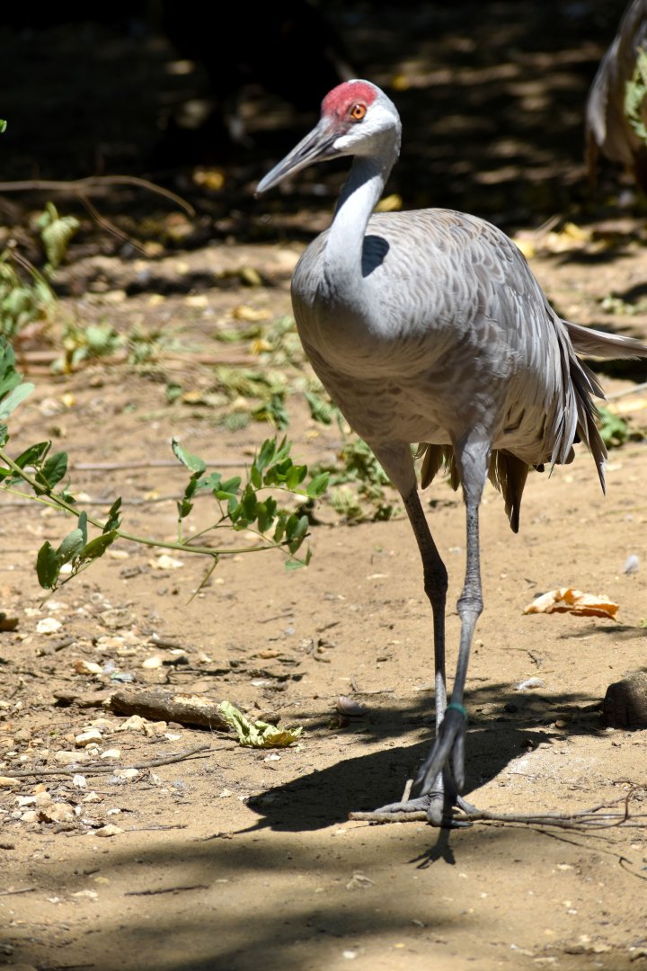 Antigone canadensis - Sandhill Crane / Zoo d'Upie 2024