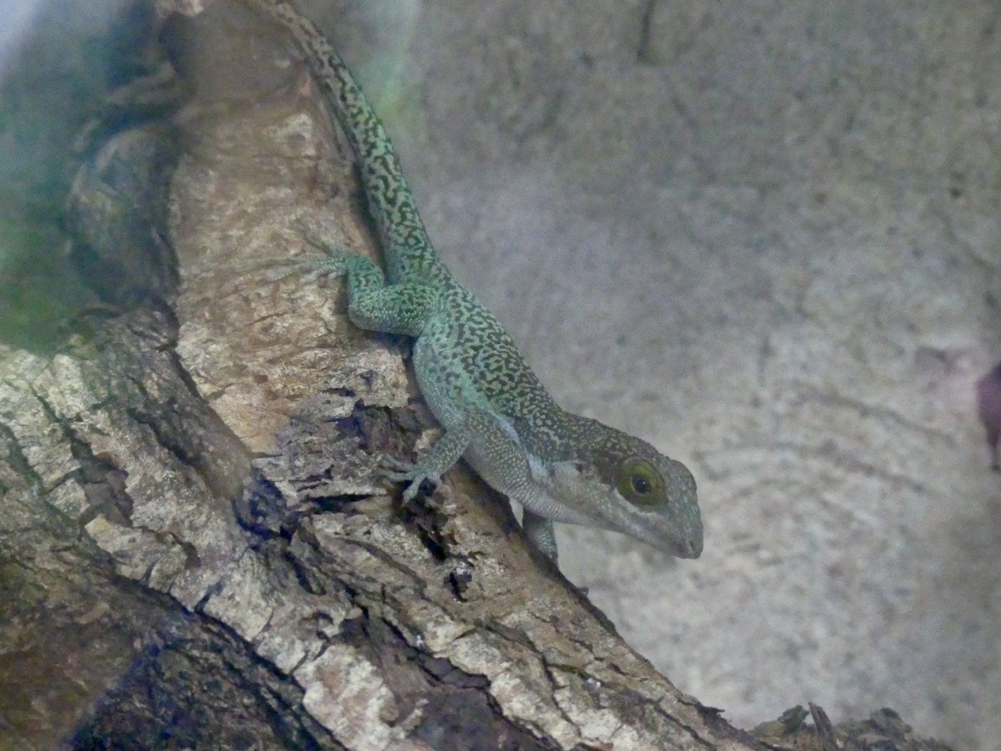 Antigua Anole - 21.10.24