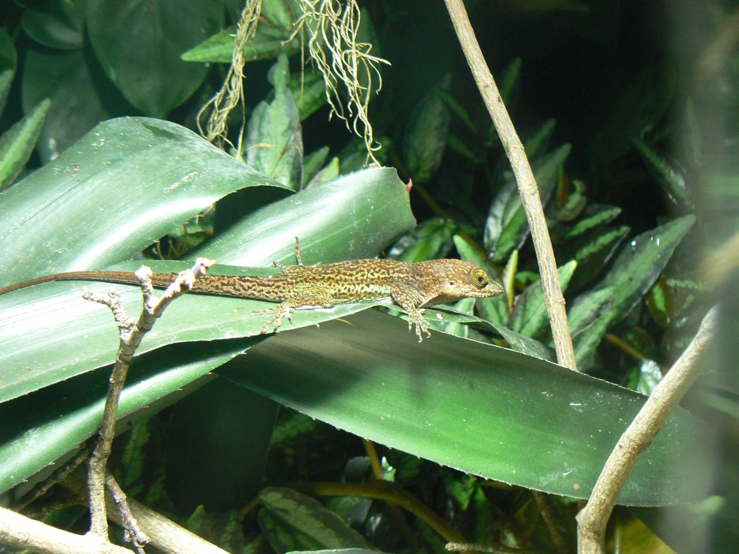 Antiguan Anole - 27 October 2019