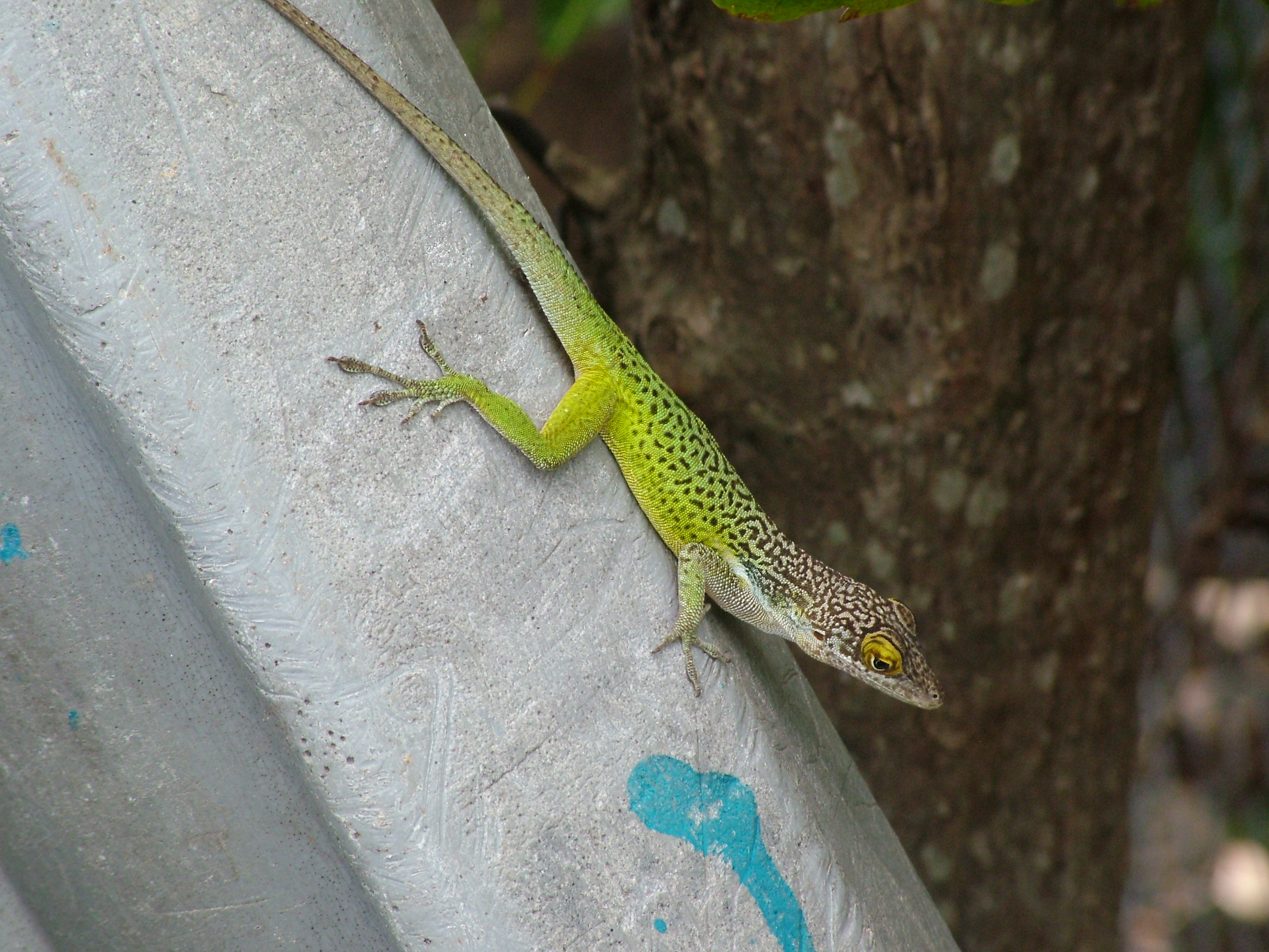 Antiguan Anole, Antigua, 2007
