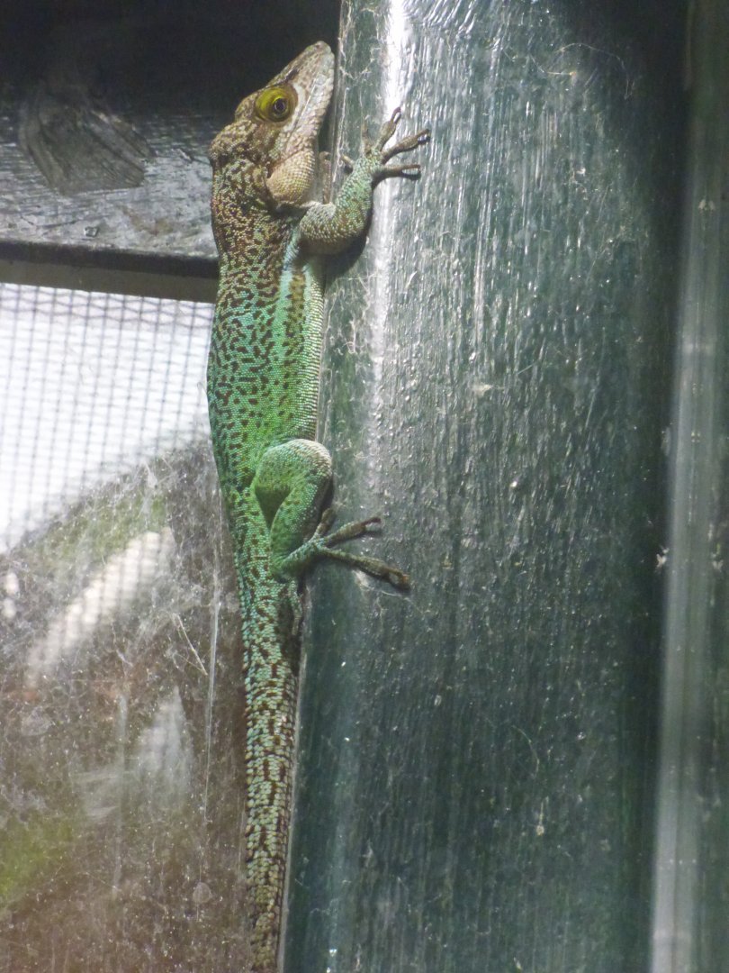 Antiguan Anole