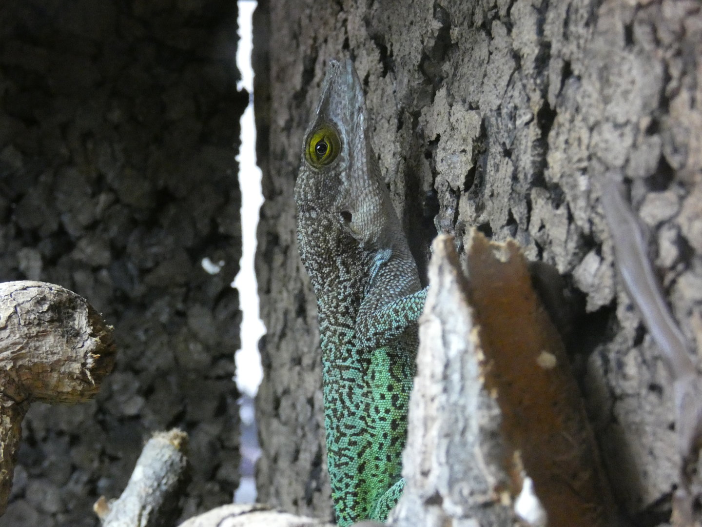 Antiguan anole
