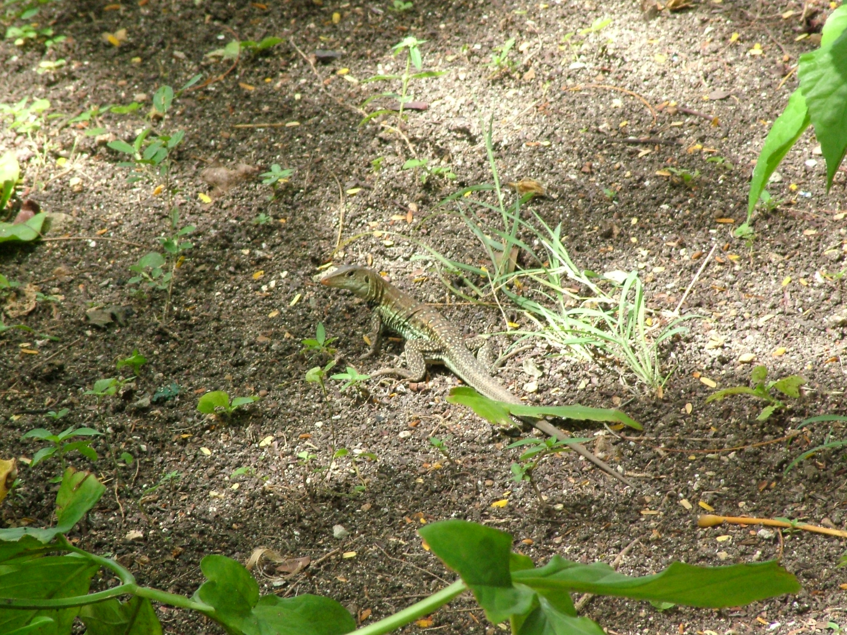 Antiguan Ground Lizard, Antigua, 2007