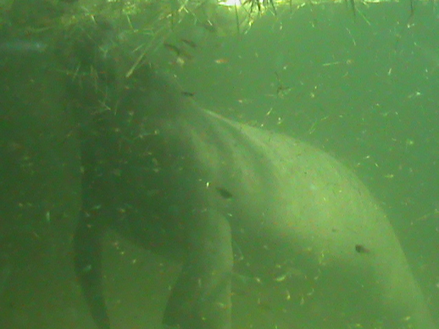 antillan manatee 050910