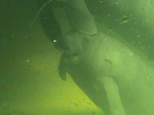 antillan manatee 050910