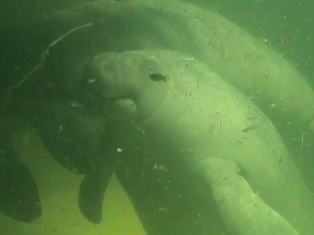 antillan manatee 050910