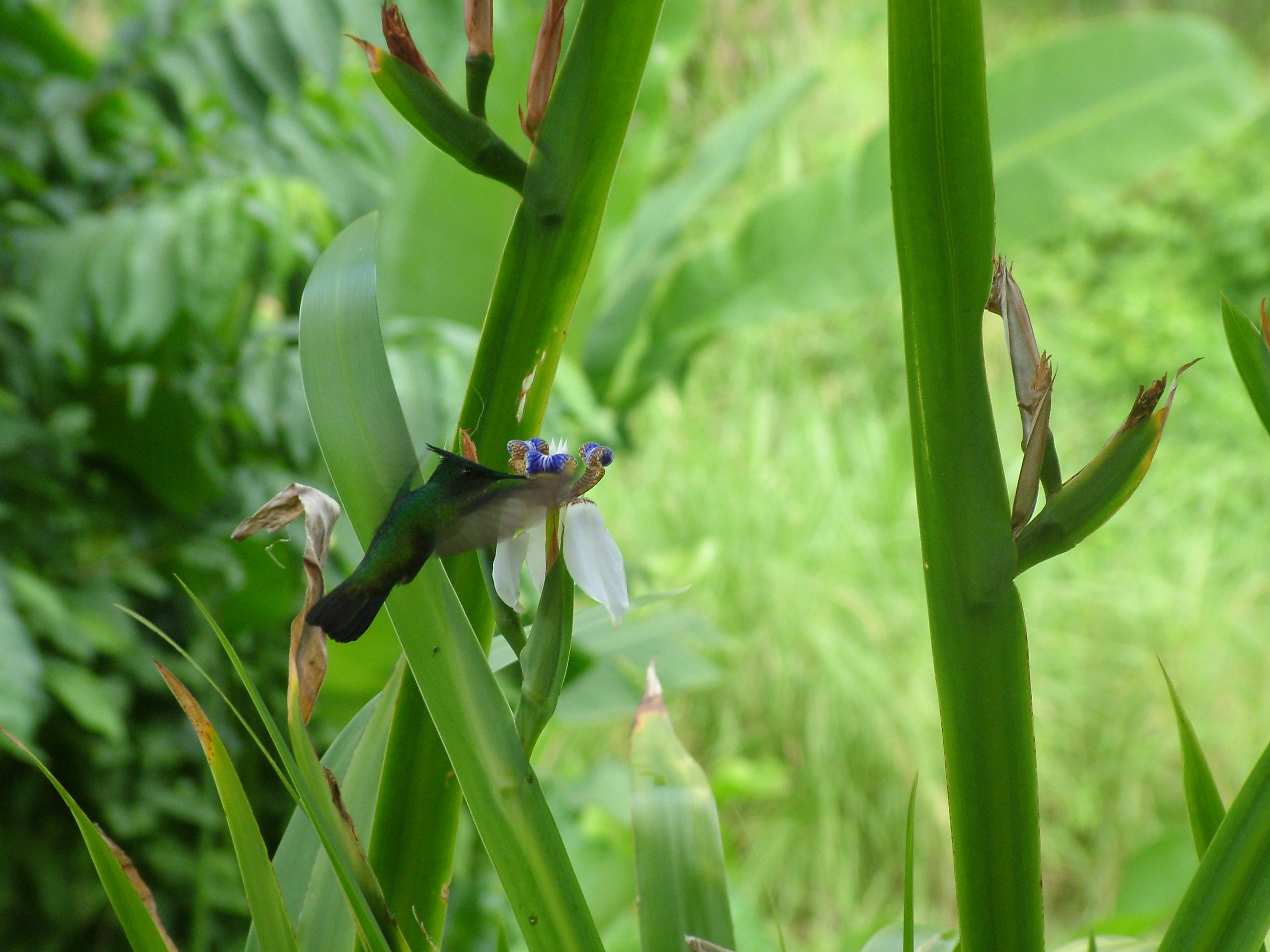 Antillean Crested Hummingbird, Dominica, 2007
